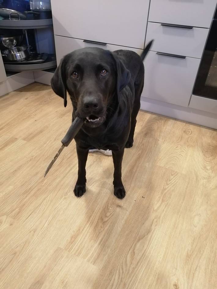 Kuvassa koira, jolla on puukko suussa