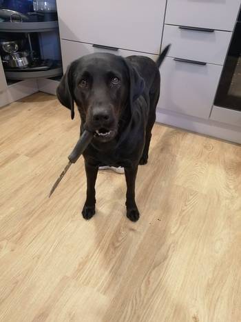 Kuvassa koira, jolla on puukko suussa