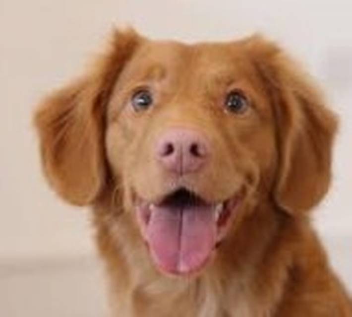 Kuvassa iloisen sekarotuisen koiran pää.